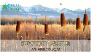 red-winged blackbird