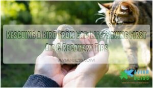 rescuing a bird from cat