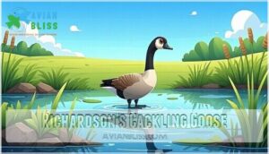 richardson's cackling goose