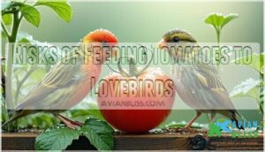 risks of feeding tomatoes to lovebirds