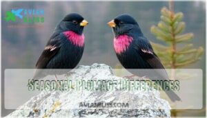 seasonal plumage differences