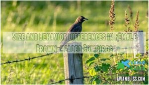 size and behavior differences in female brown-headed cowbirds