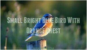 small bright blue bird with orange chest