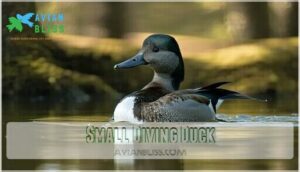 small diving duck
