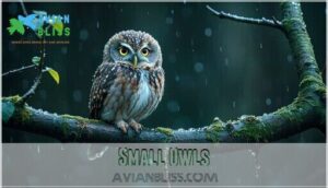 small owls