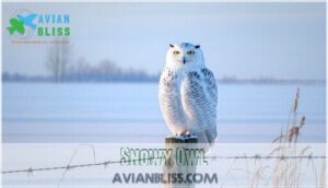 snowy owl
