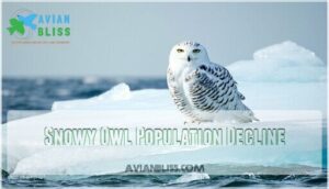 snowy owl population decline