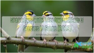 sparrows with yellow on head