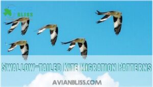 swallow-tailed kite migration patterns