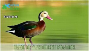 taxonomy and identification