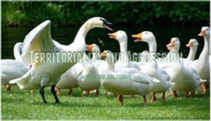 territoriality and aggression