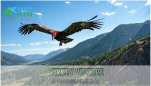 turkey vulture