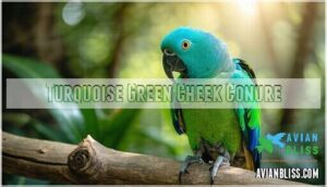 turquoise green cheek conure