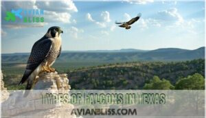 types of falcons in texas