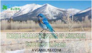 unique characteristics of mountain bluebirds in idaho