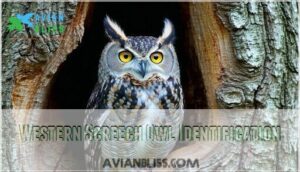 western screech owl identification