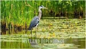 wetland dependence