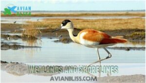 wetlands and shorelines