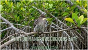 what do mangrove cuckoos eat