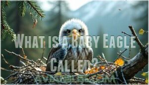what is a baby eagle called