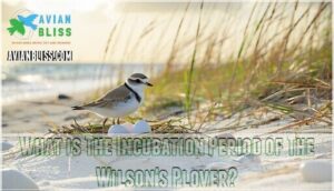 what is the incubation period of the wilson's plover