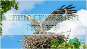 when do baby eagles leave their nests