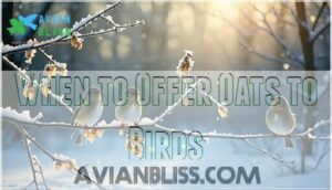 when to offer oats to birds