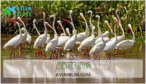 white ibis