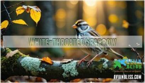white-throated sparrow