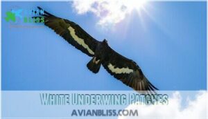 white underwing patches