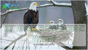 why do eagles have babies in winter