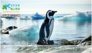 why do penguins have feathers