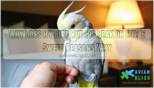 why does my bird rub his beak on me