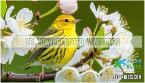 yellow breasted warblers