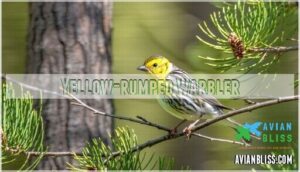 yellow-rumped warbler