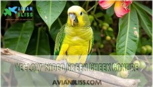 yellow-sided green cheek conure