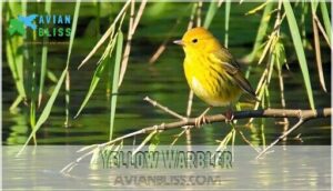 yellow warbler