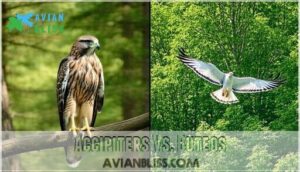 accipiters vs. buteos