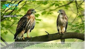 adult and juvenile plumage