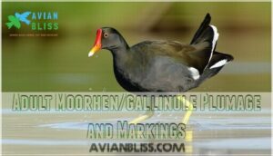 adult moorhen/gallinule plumage and markings