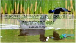 american coot