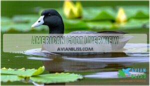 american coot overview