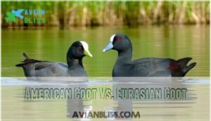 american coot vs. eurasian coot