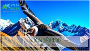 andean condor