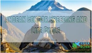 andean condor breeding and life cycle