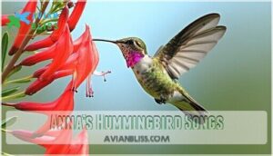 anna’s hummingbird songs