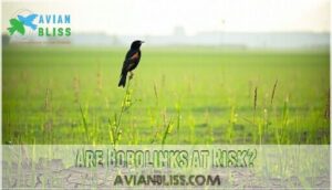 are bobolinks at risk
