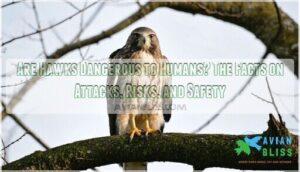 are hawks dangerous to humans