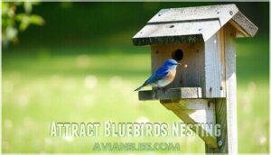 attract bluebirds nesting