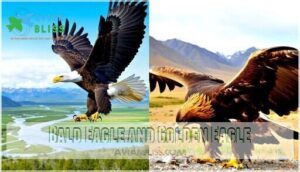 bald eagle and golden eagle
